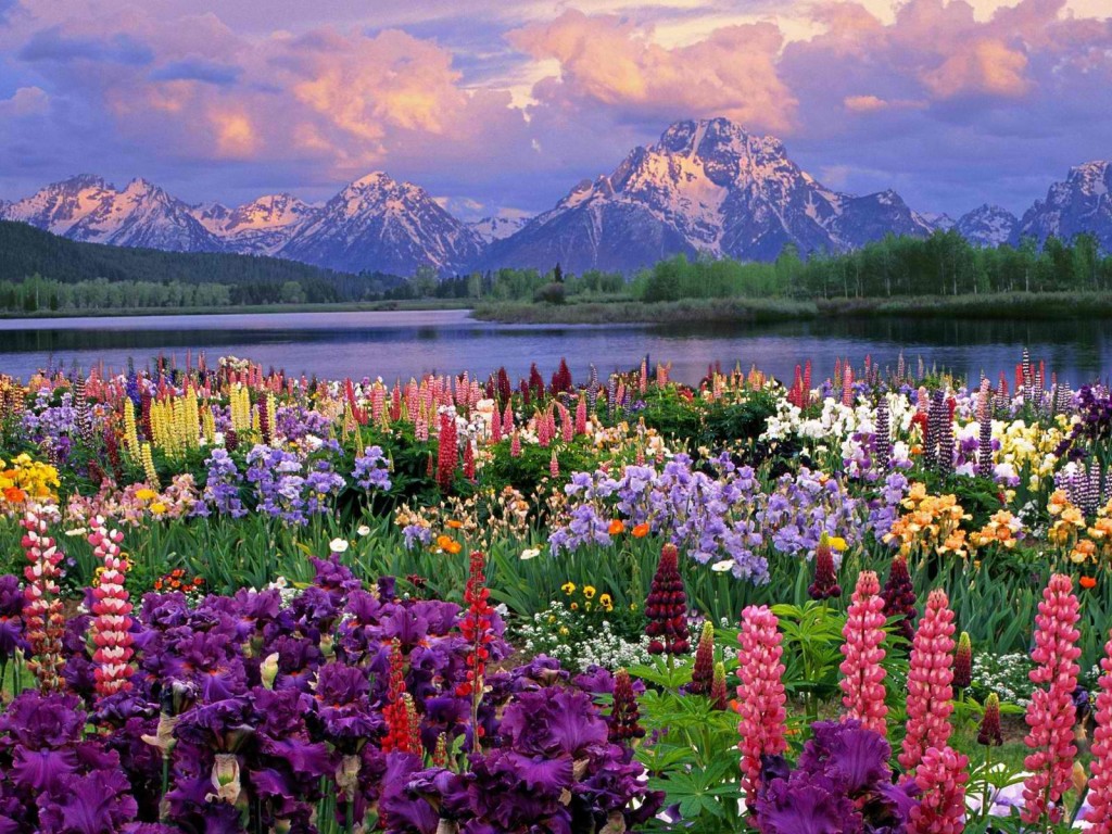 spring-flowers-pictures-1024x768